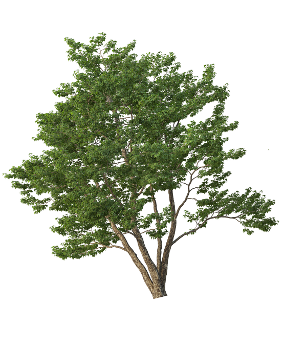 Web Invitation By Idzi